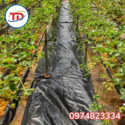 ứng dụng bạt phủ chống cỏ 120gr trải đất