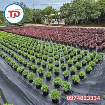 Bạt phủ chống cỏ 120gr phủ vườn hoa