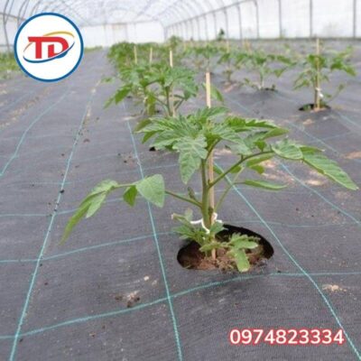 Bạt phủ chống cỏ 120gr 1m ứng dụng che phủ cây trồng