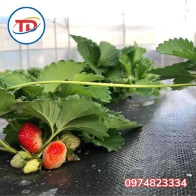 Ứng dụng bạt phủ chống cỏ 120gr