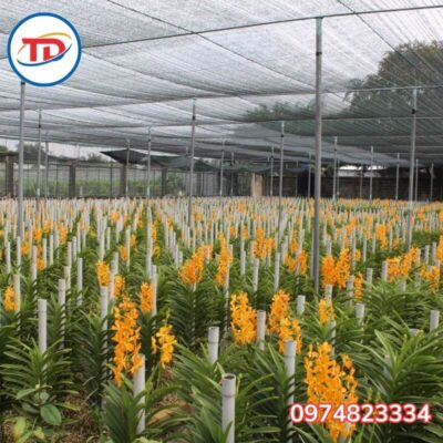Ứng dụng lưới che nắng Đài Loan