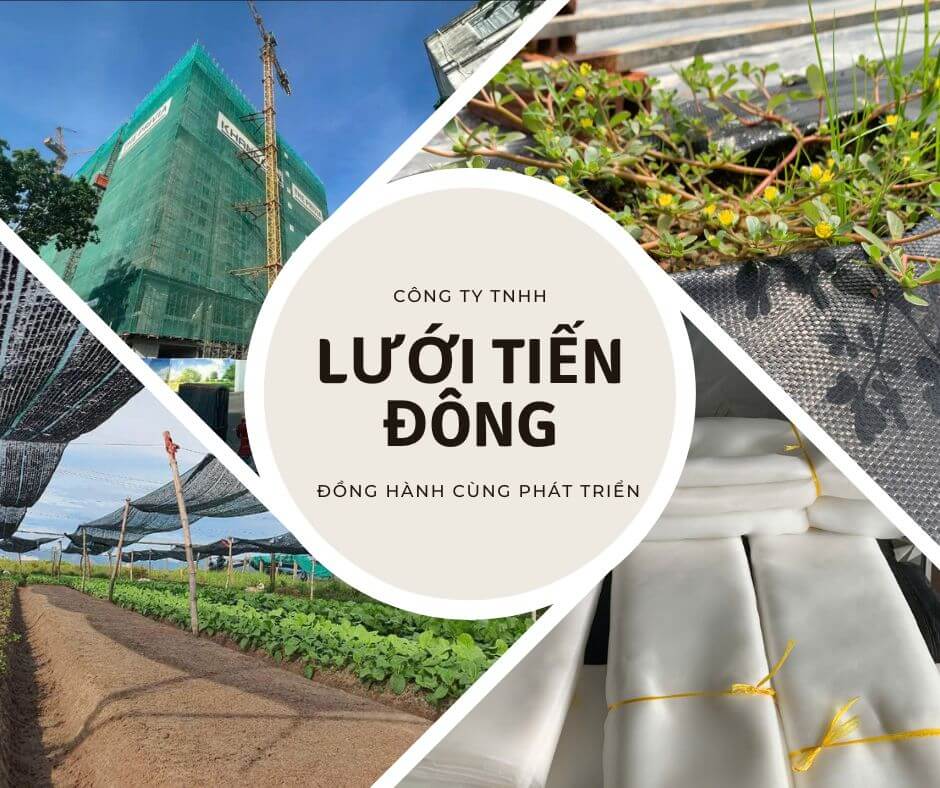 Lưới Tiến Đông